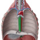 Esophagus