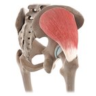 Gluteus medius muscle (3D)