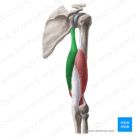 Cabeça longa do músculo tríceps braquial (Caput longum musculi tricipitis brachii); Imagem: Yousun Koh