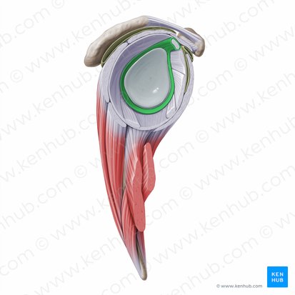 Labrum da glenoide da escápula (Labrum glenoidale scapulae); Imagem: Paul Kim