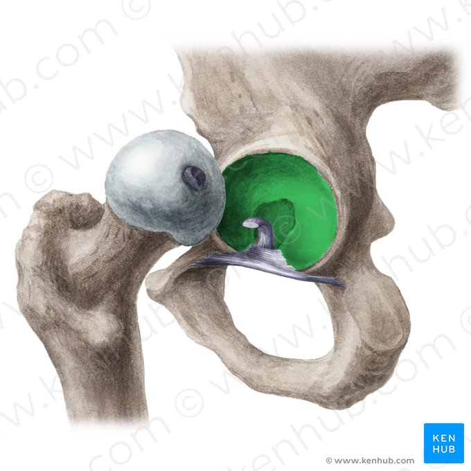 Acetabulum de l'os coxal (Acetabulum ossis coxae); Image : Liene Znotina