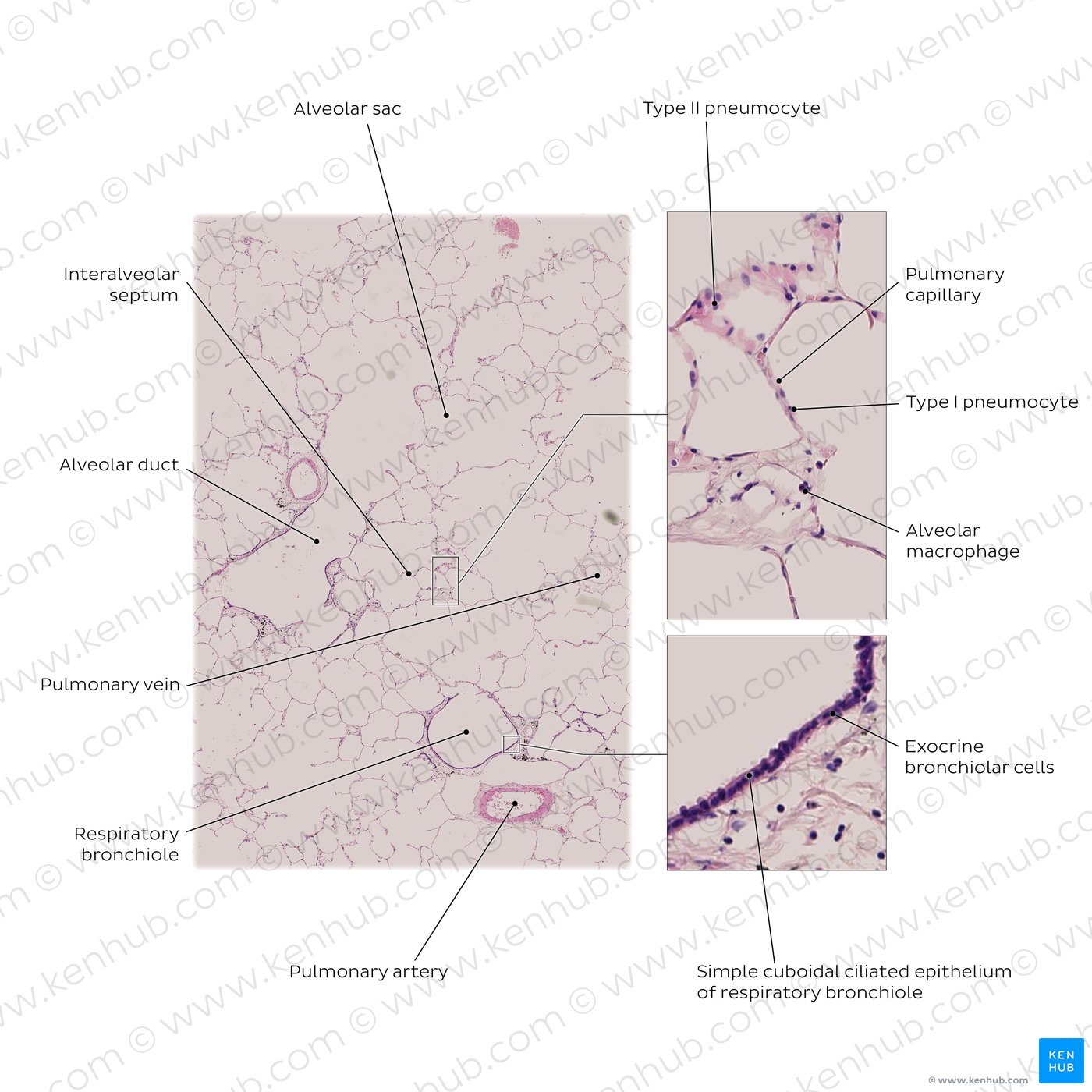 Lung histology