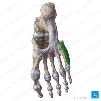 Músculo oponente del quinto dedo del pie (Musculus opponens digiti minimi pedis); Imagen: Liene Znotina