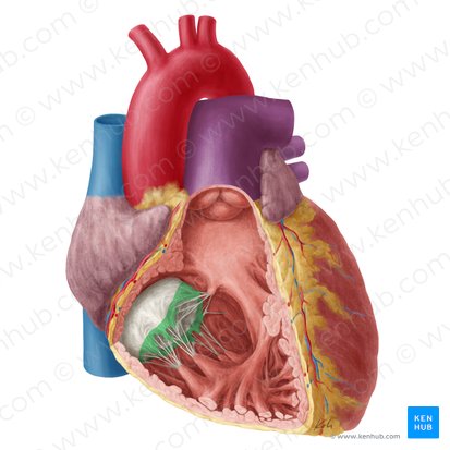 Rough zone of right atrioventricular valve (Zona aspera valvae atrioventricularis dextrae); Image: Yousun Koh