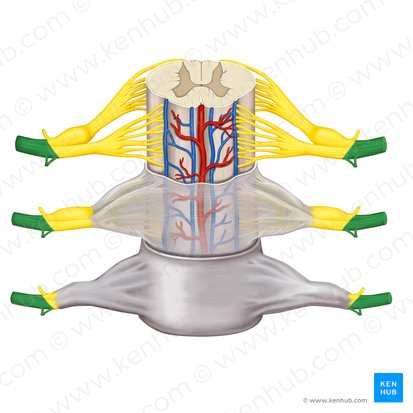 Ramus anterior nervi spinalis (Vorderer Ast des Spinalnervs); Bild: Rebecca Betts