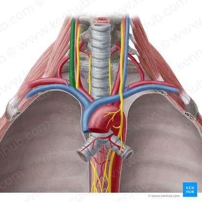 Veia jugular interna direita (Vena jugularis interna dextra); Imagem: Yousun Koh