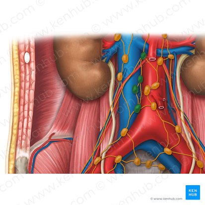 Nodi lymphoidei lumbales intermedii (Mittlere Lendenlymphknoten); Bild: Esther Gollan
