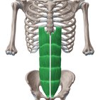 Vordere Bauchmuskulatur