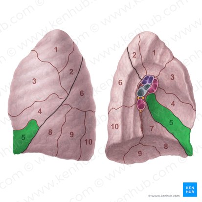 Segment lingulaire inférieur du poumon gauche (Segmentum lingulare inferius pulmonis sinistri); Image : Paul Kim