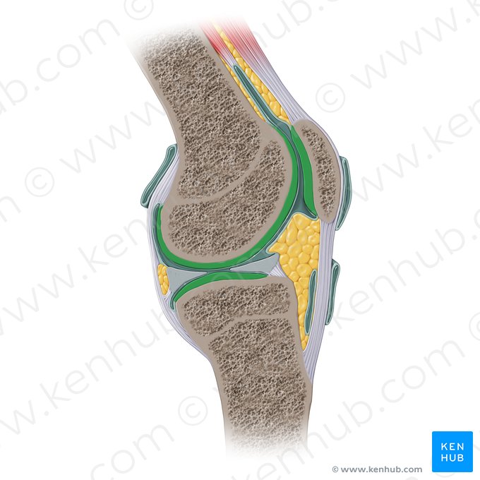Articular cartilage of knee joint (Cartilago articularis genus); Image: Paul Kim