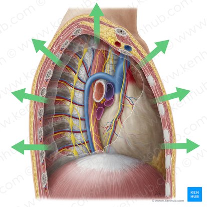 External (Externus); Image: Yousun Koh