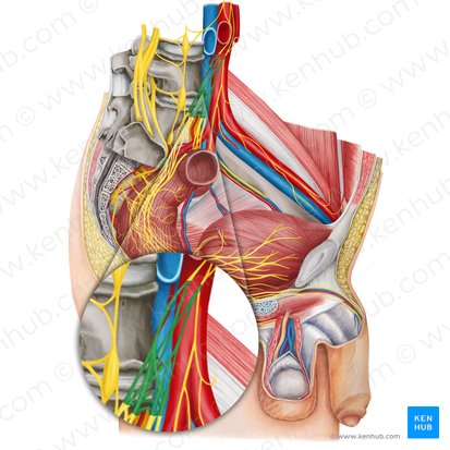 Superior hypogastric plexus (Plexus hypogastricus superior); Image: Irina Münstermann