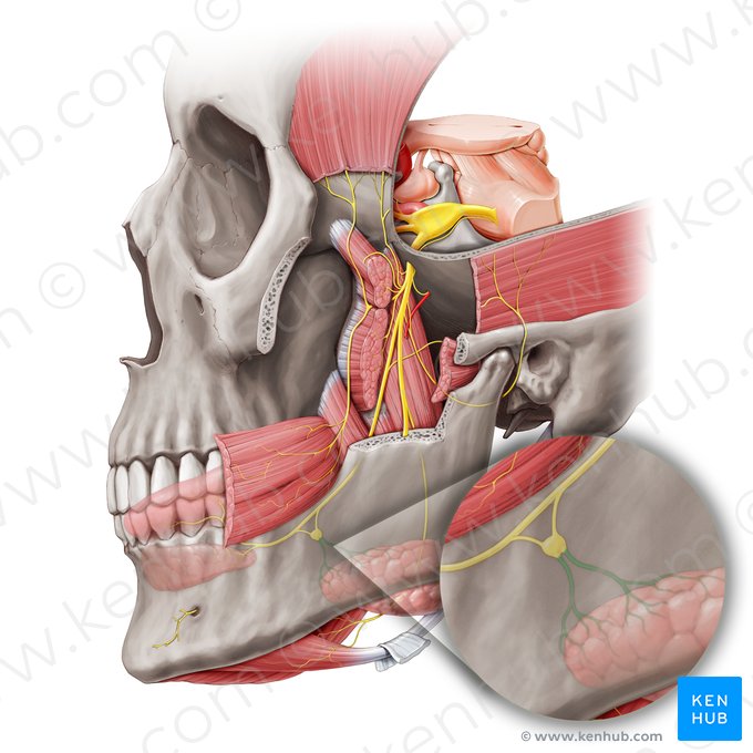 Submandibular nerves (Nervi submandibulares); Image: Paul Kim