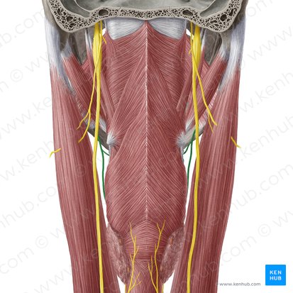 Superior laryngeal nerve (Nervus laryngeus superior); Image: Yousun Koh