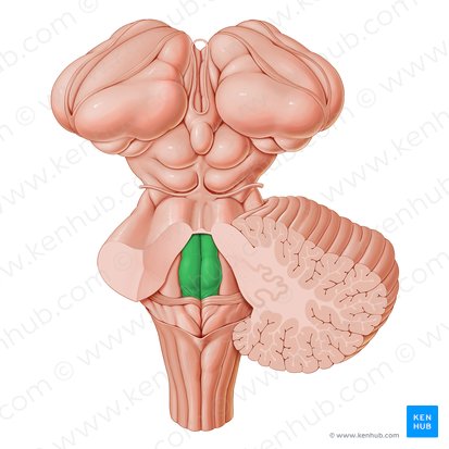 Eminencia medial (Eminentia medialis fossae rhomboideae); Imagen: Paul Kim