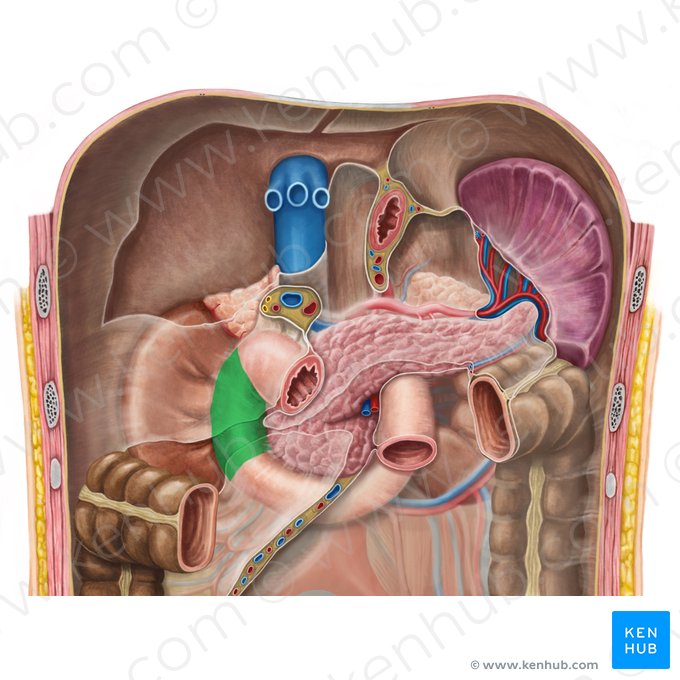 Descending part of duodenum (Pars descendens duodeni); Image: Irina Münstermann