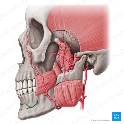 Mental branch of inferior alveolar artery (Ramus mentalis arteriae alveolaris inferioris); Image: Paul Kim