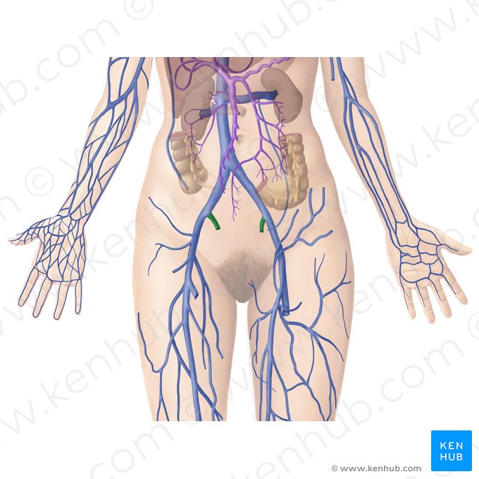 Veine iliaque interne (Vena iliaca interna); Image : Begoña Rodriguez