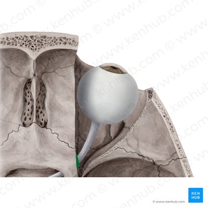 Anulus tendineus communis (Zinn-Sehnenring); Bild: Yousun Koh