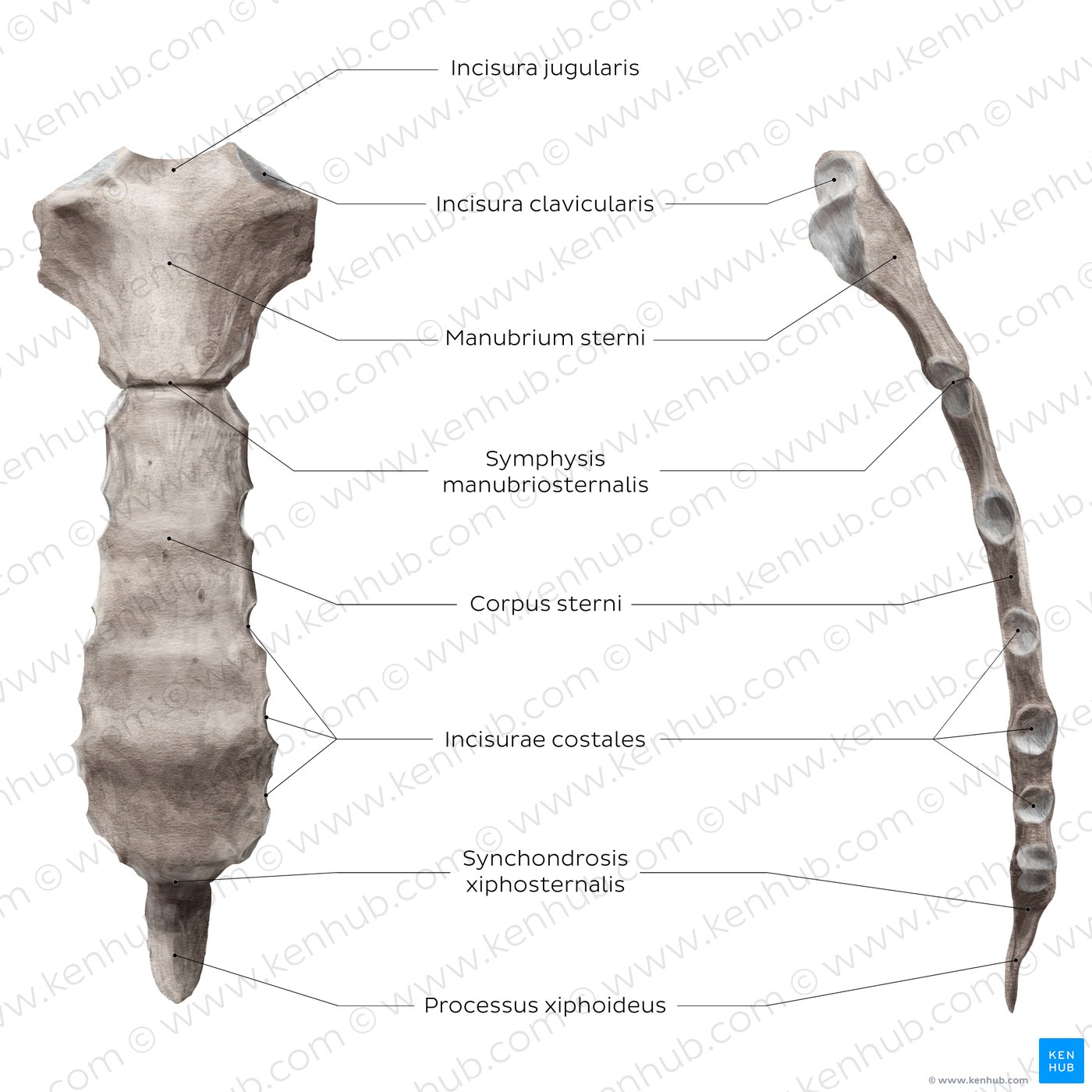 Sternum