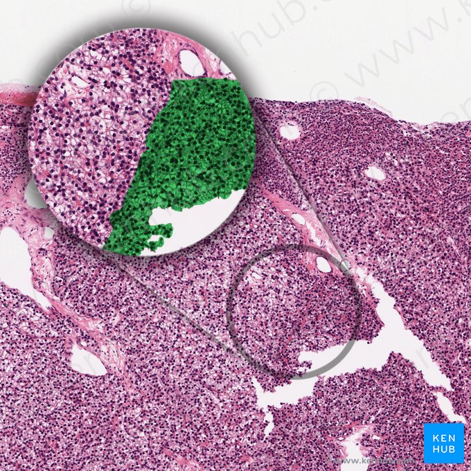 Células principales activas (Parathyrocyti endocrini densi); Imagen: 