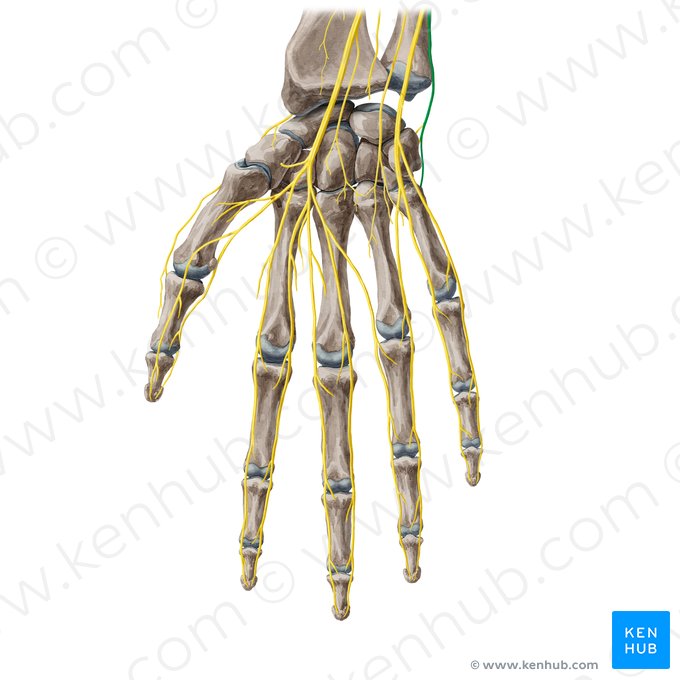 Dorsal branch of ulnar nerve (Ramus dorsalis nervi ulnaris); Image: Yousun Koh