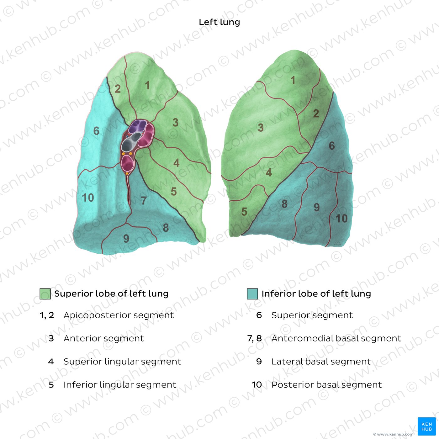 Bronchopulmonary segments (Left lung)