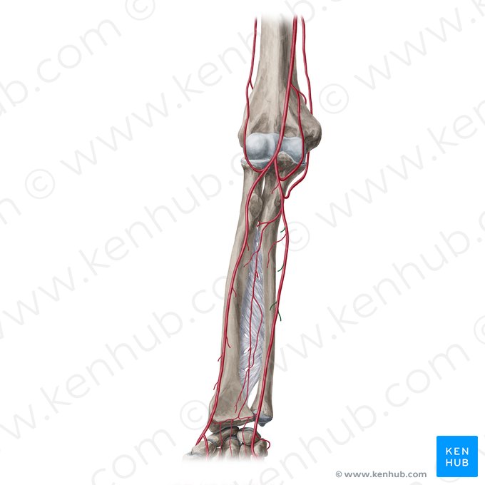 Muscular branches of ulnar artery (Rami musculares arteriae ulnaris); Image: Yousun Koh