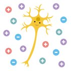 Introduction to neuron electrophysiology