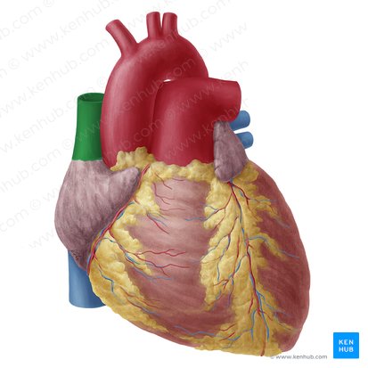 Anatomía del corazón: Estructura, válvulas, vasos | Kenhub