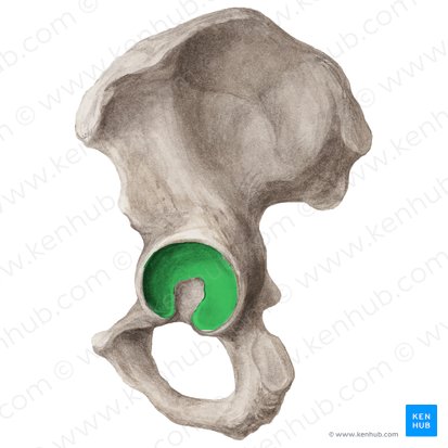 Superfície semilunar do acetábulo (Facies lunata acetabuli); Imagem: Liene Znotina