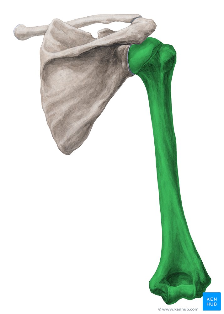 Úmero (verde) – vista posterior