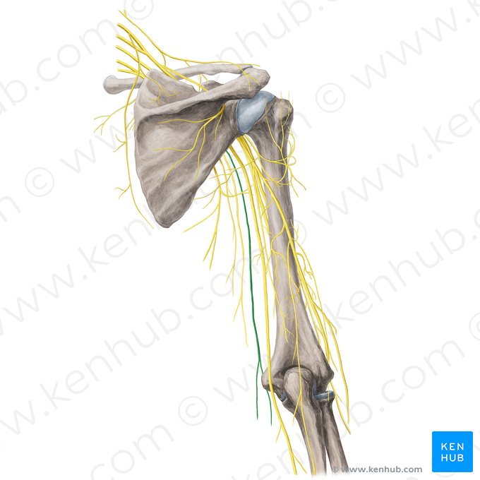 Nervo cutâneo medial do antebraço (Nervus cutaneus medialis antebrachii); Imagem: Yousun Koh
