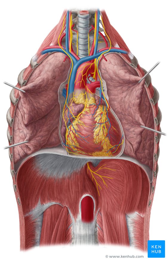 Heart in situ - anterior view