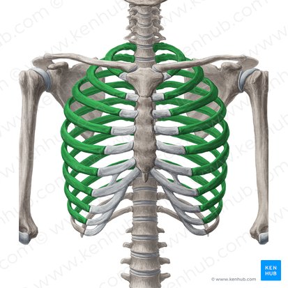1st-9th ribs (Costae 1-9); Image: Yousun Koh