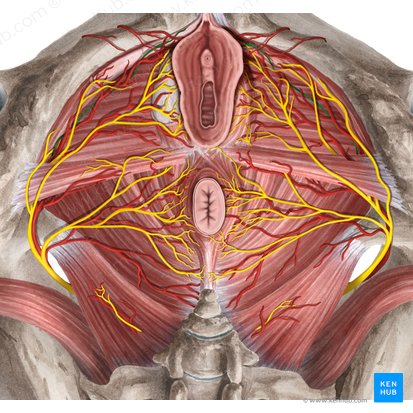 Nervio dorsal del clítoris (Nervus dorsalis clitoridis); Imagen: Rebecca Betts