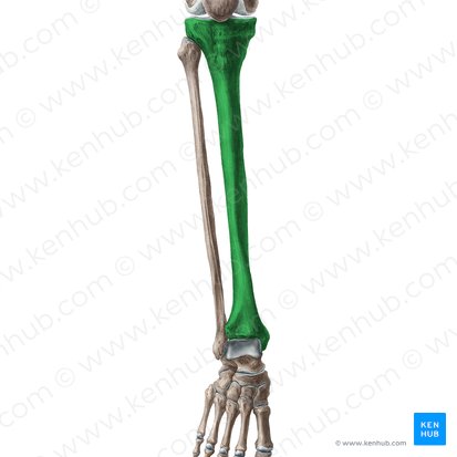 Tibia; Image: Liene Znotina