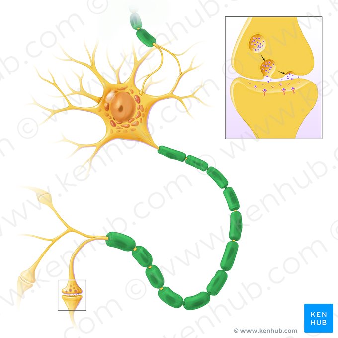 Bainha de mielina (Stratum myelini); Imagem: Paul Kim