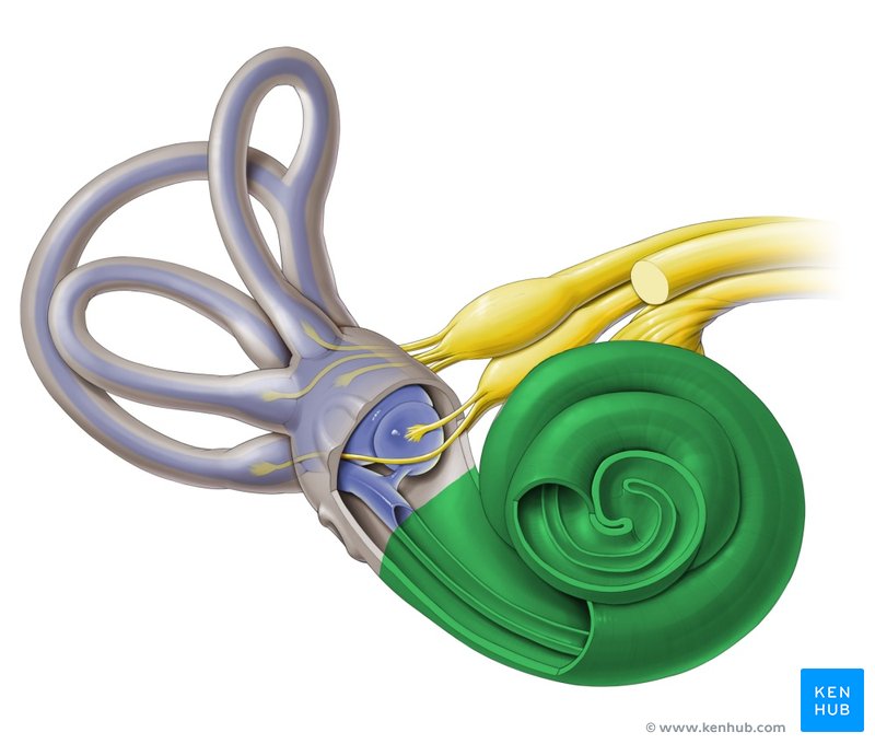 Cochlea - ventral view