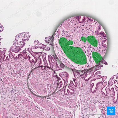 Smooth muscle bundle (Fasciculus muscularis levis); Image: 