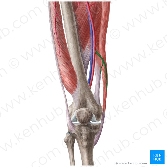 Descending genicular artery (Arteria descendens genus); Image: Liene Znotina