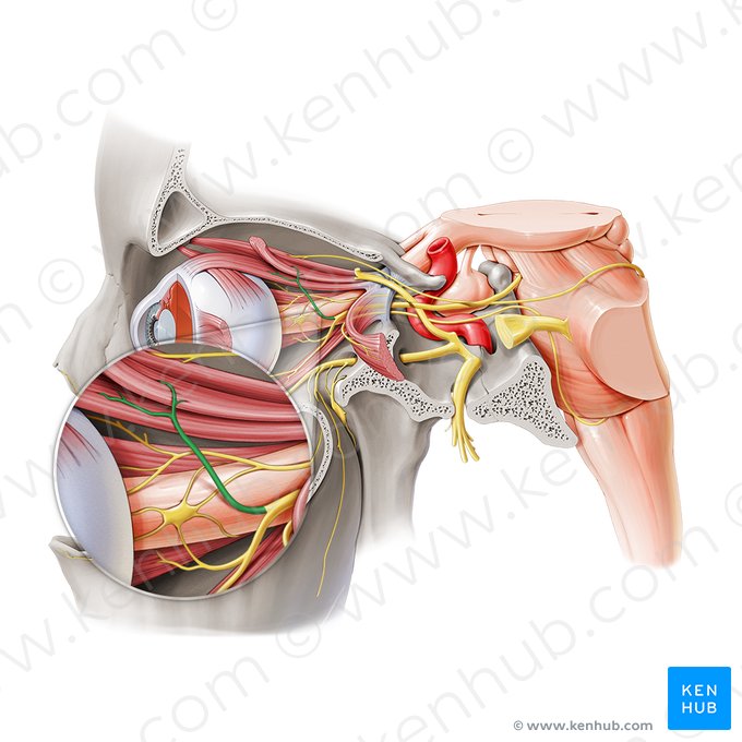 Superior branch of oculomotor nerve (Ramus superior nervi oculomotorii); Image: Paul Kim