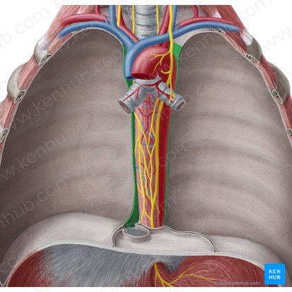 Mediastinal part of parietal pleura (Pars mediastinalis pleurae parietalis); Image: Yousun Koh