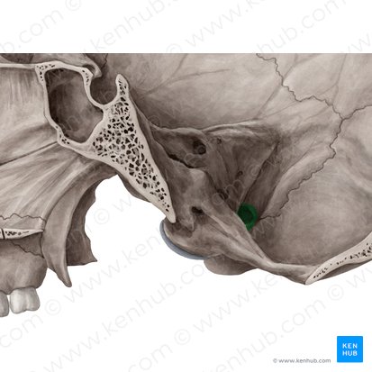 Jugular foramen (Foramen jugulare); Image: Yousun Koh