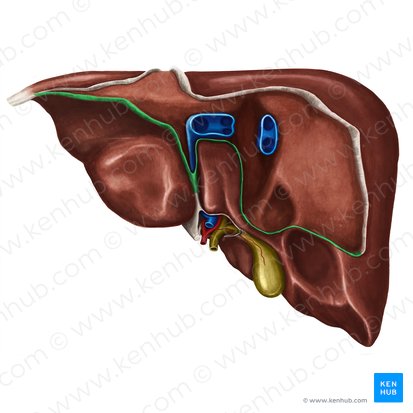 Posterior part of coronary ligament of liver (Pars posterior ligamenti coronarii hepatis); Image: Irina Münstermann