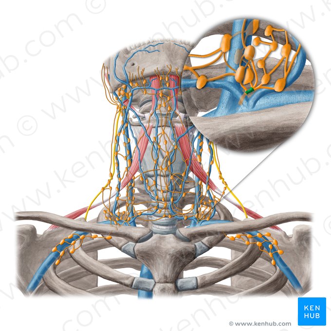 Tronco jugular (Truncus lymphatic jugularis); Imagem: Yousun Koh