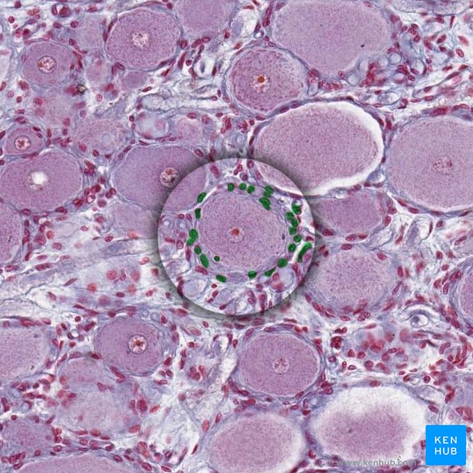 Satellite cells (Gliocyti ganglionici); Image: 