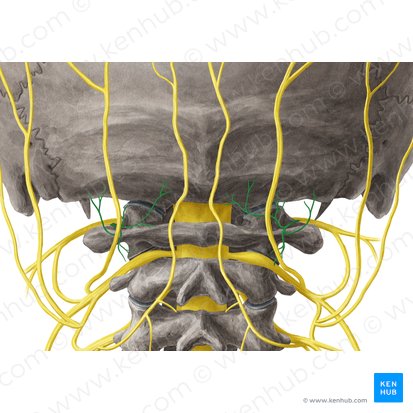 Nervo suboccipital (Nervus suboccipitalis); Imagem: Yousun Koh