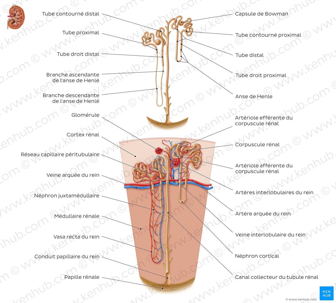 Structure histologique du néphron (schéma)