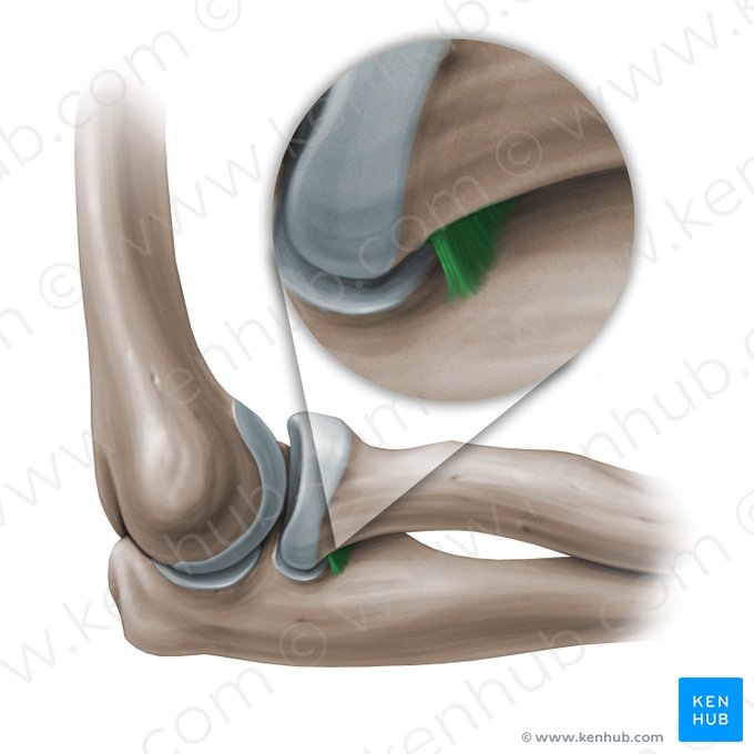 Ligamento quadrado (Ligamentum quadratum); Imagem: Paul Kim
